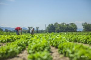 VAT on Farmhouses and Farmlands